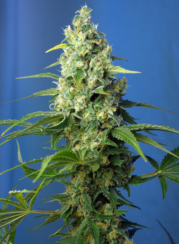 Honey Peach Auto CBD - Imagen 3