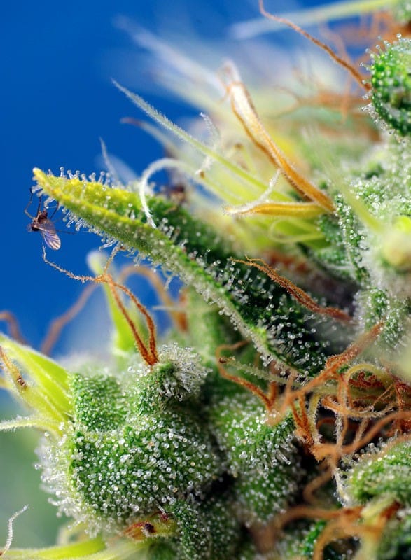 Sweet Pure Auto CBD - Imagen 2