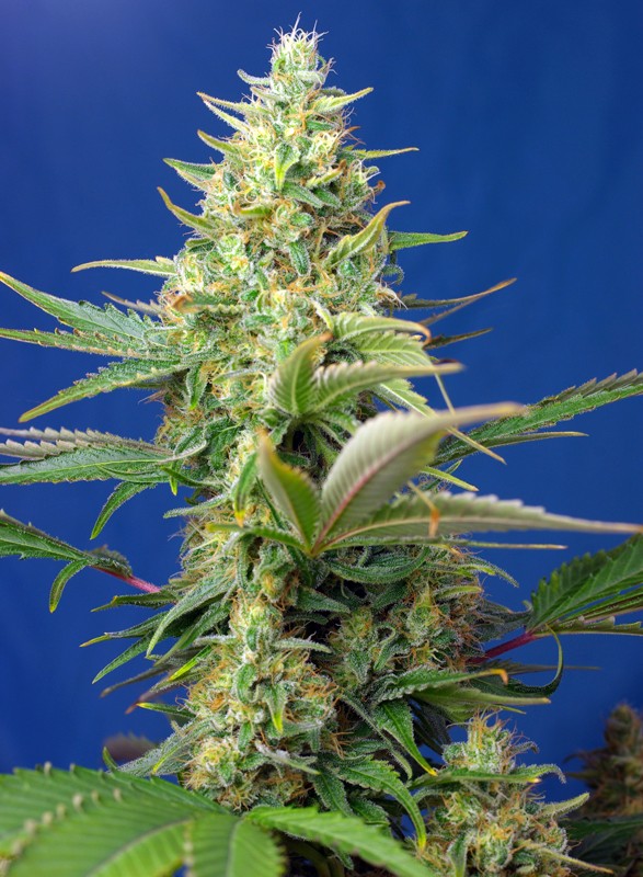 Sweet Pure Auto CBD - Imagen 3