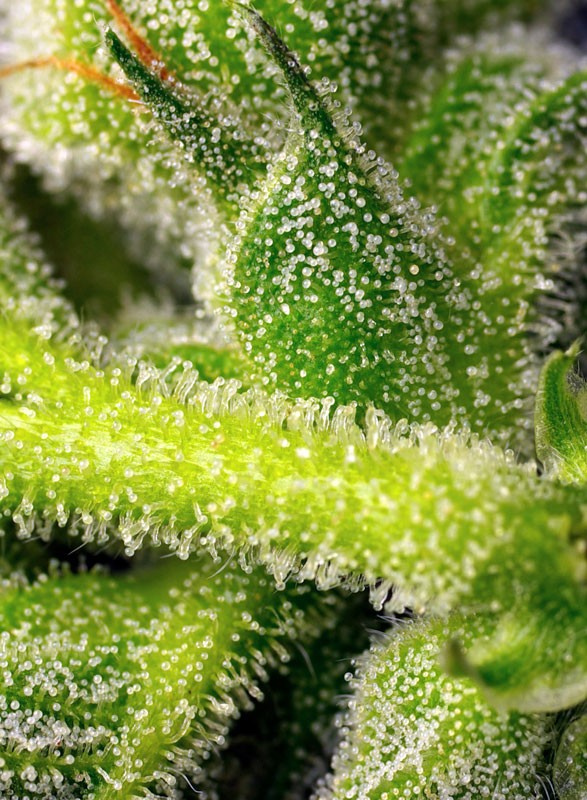 Sweet Pure Auto CBD - Imagen 4
